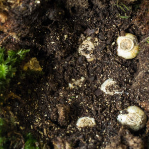 Small spring bulbs in place inside moss ball