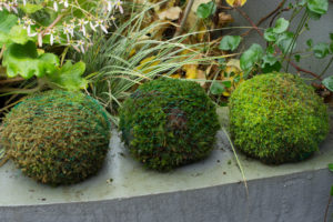 Moss balls with small spring bulbs inside 