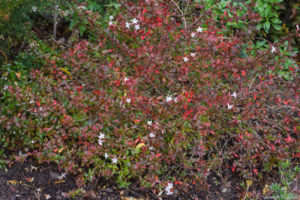 Autumn foliage and colourful calyces