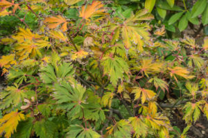 Feuillage d'automne (un peu grillé cette année)