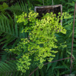 <em>Adiantum capillus-veneris</em> 25/05/2020