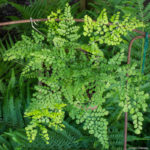 <em>Adiantum venustum</em> 25/05/2020