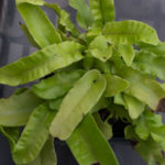 <em>Asplenium scolopendrium</em> 11/06/2019