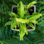 <em>Asplenium scolopendrium</em> 'Muricatum' 25/05/2020