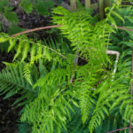 <em>Athyrium filix-femina</em> 'Lady in Red' 25/05/2020