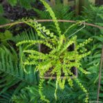 <em>Athyrium filix-femina</em> 'Frizelliae' 25/05/2020