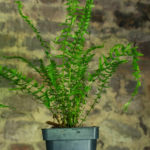 <em>Athyrium filix-femina</em> 'Victoriae' 14/05/2020