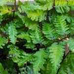 <em>Athyrium niponicum var. pictum</em> 'Red Beauty' 26/05/2020