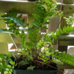 <em>Athyrium otophorum</em> var. okanum 14/05/2020