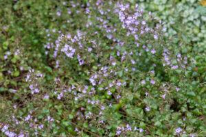 Flowers turning blue at the end of the season