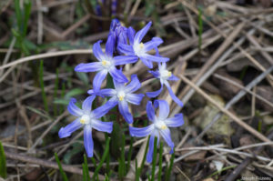 Premières fleurs début mars