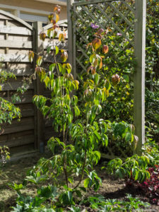 Juste planté dans bordure Est