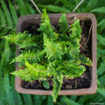 <em>Dryopteris affinis</em> 'Crispa Gracilis' 25/05/2020