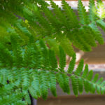 <em>Dryopteris filix-mas</em> 26/05/2020