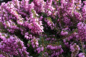 Floraison de printemps