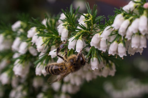 <em>Erica lusitanica</em> 'Great Star' 'Le Vasterival' 25/01/2016