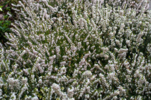 Pleine floraison février