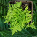 <em>Gymnocarpium dryopteris</em> 25/05/2020