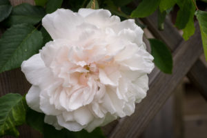 Premières fleurs de la saison, très parfumée.