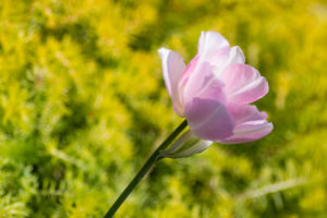 The "true" Angelique tulip against a background of sedum