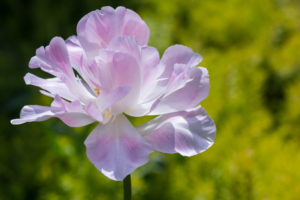 The "true" Angelique tulip against a background of sedum