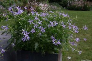 Nouvelle plante pour meubler le haut de l'escalier : Isotoma (Solenopsis), axillaris ou Laurentia axiliaris