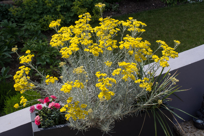 italicum helichrysum serotinum subsp garden