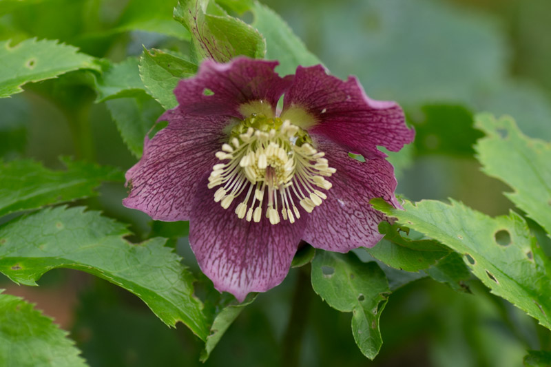 Helleborus orientalis 03/12/2015