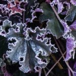 Givre janvier 2019