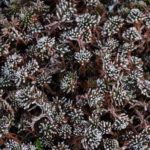 Givre janvier 2019