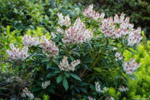 Pleine floraison de printemps 2e année