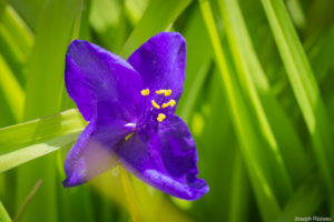 Première fleur le 16 avril 2020