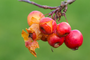 Malus Perpetu 'Evereste' 10/01/2016