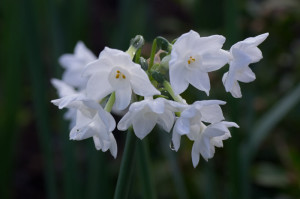 Narcissus Tazetta 'Paperwhite Ziva' 10/01/2016
