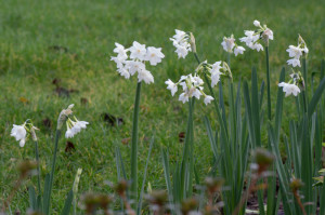 Narcissus Tazetta 'Paperwhite Ziva' 10/01/2016