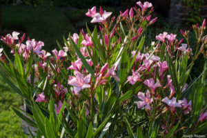 Floraison d'été