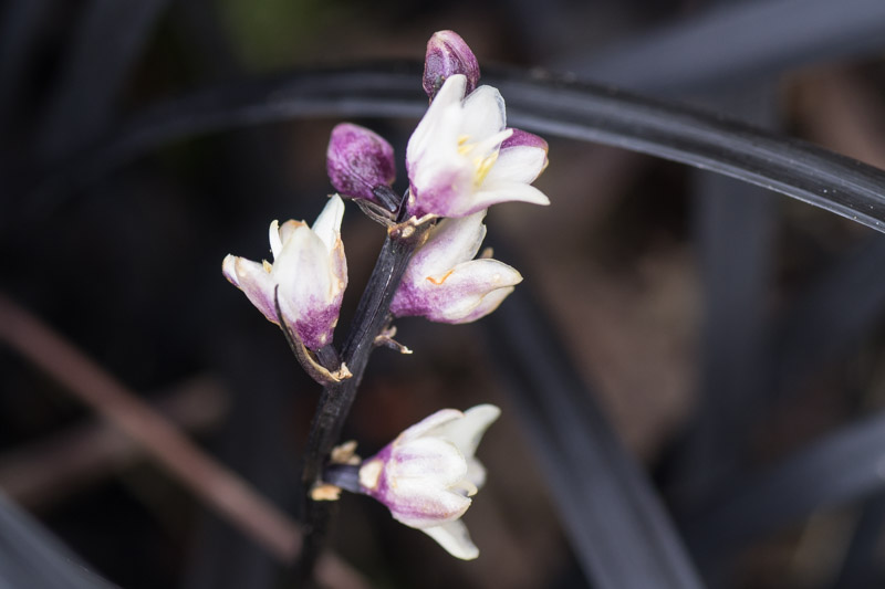 Ophiopogon planiscapus 03/12/2015