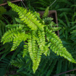 <em>Polystichum polyblepharum</em> 25/05/2020