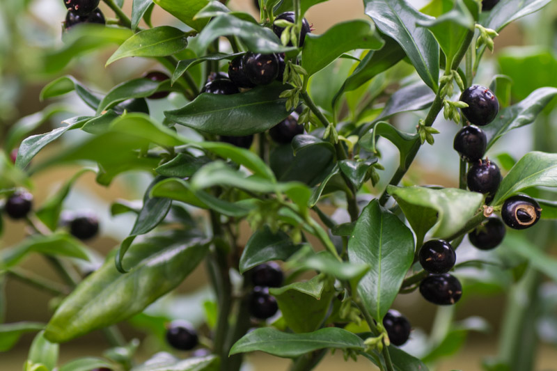 Sarcococca confusa 03/12/2015