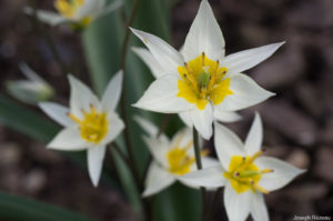 Groupe de fleurs