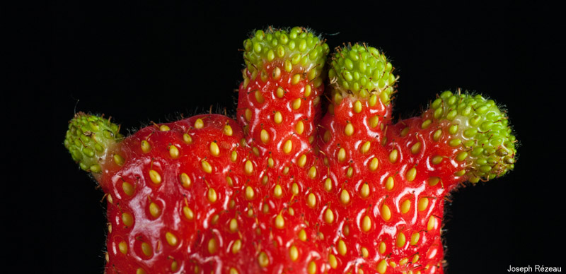 Green-fingered strawberry