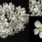 <em>Achillea millefolium</em> L. 31/07/2007