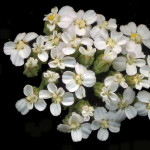 <em>Achillea millefolium</em> L. 31/07/2007