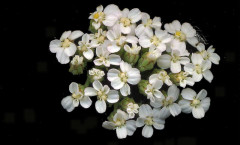 Achillea millefolium L. 31/07/2007