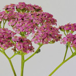 <em>Achillea millefolium</em> L. 31/08/2009