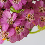 <em>Achillea millefolium</em> L. 31/08/2009