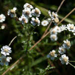 <em>Achillea ptarmica</em> L. 06/08/2010