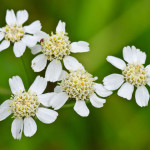 <em>Achillea ptarmica</em> L. 06/08/2010