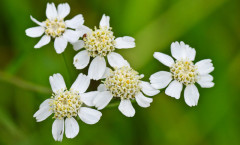 Achillea ptarmica L. 06/08/2010