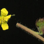 <em>Agrimonia eupatoria</em> L. 20/07/2008